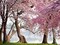 A row of cherry trees bloom at sunrise on the edge of the tidal basin. Washington- USA Poster Print by Anonymous - Item # VARPDX3AP3676